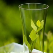 屯溪绿茶属于什么茶
