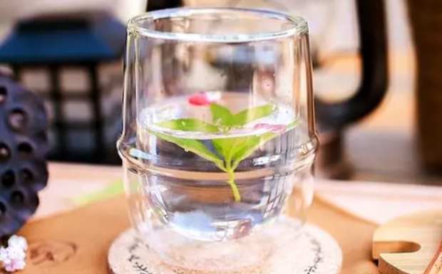 苦丁茶可以降高血糖吗.jpg 苦丁茶可以降高血糖吗.jpg