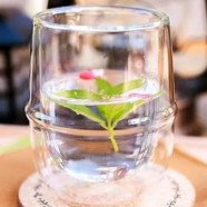 苦丁茶可以降高血糖吗