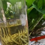 菊花茶哪种菊花最好