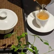 信阳白茶多少钱一斤