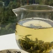 如何辨别清溪玉芽茶品质的好坏