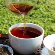 宁红工夫茶属于什么茶