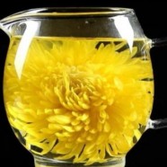 胎菊和菊花的哪个更好
