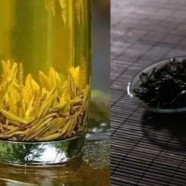 广东大叶青的历史传说