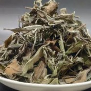 建阳白茶属于哪里的特产