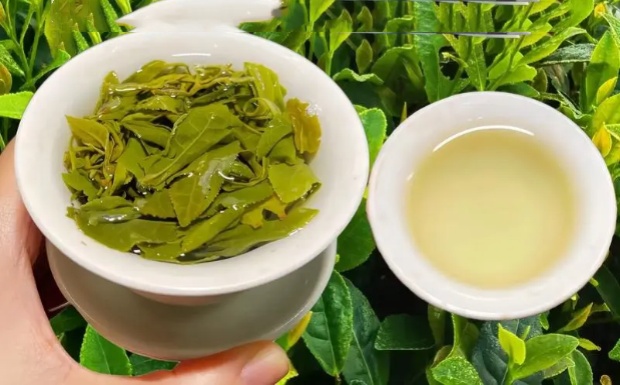 日照绿茶是哪里的.jpg 日照绿茶是哪里的.jpg