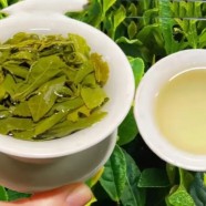 日照绿茶是哪里的