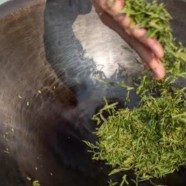 武阳春雨茶属于哪里的特产