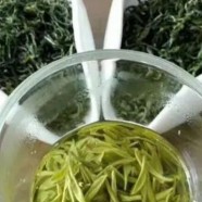 莫干黄芽哪里能买到