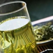 沩江白毛尖的采摘与制作