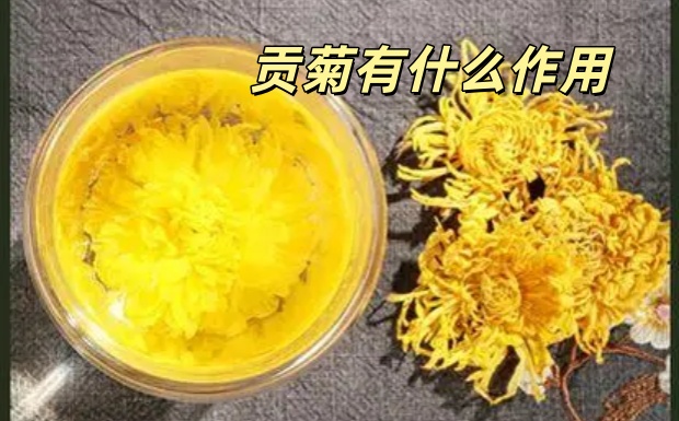 贡菊有什么作用.jpg 贡菊有什么作用.jpg