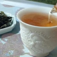 什么是信阳白茶