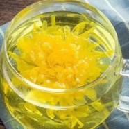 金丝皇菊茶的副作用