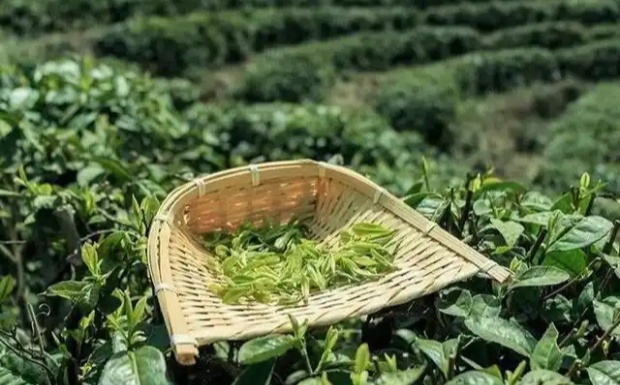 资溪白茶品种特性