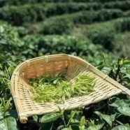 资溪白茶品种特性