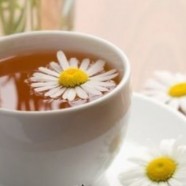 胎菊是什么