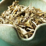 建阳白茶是什么品种的茶