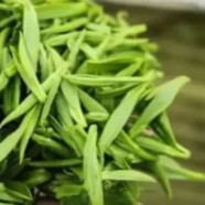 什么是仪征绿杨春