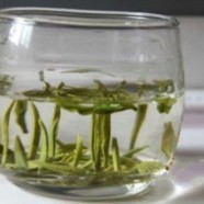 太湖翠竹是什么茶种