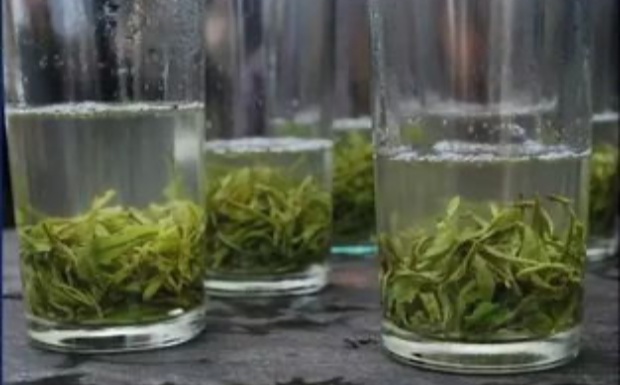 保靖黄金茶产地在哪里.jpg 保靖黄金茶产地在哪里.jpg