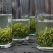 保靖黄金茶产地在哪里