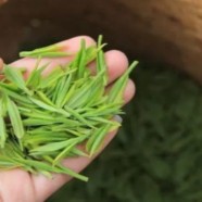 什么是桐庐天尊贡芽