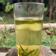 远安黄茶的品质和性价比怎样