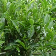 二茅芝兰香单枞