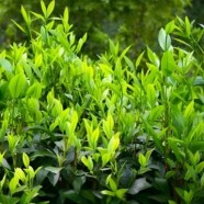 白牛茶