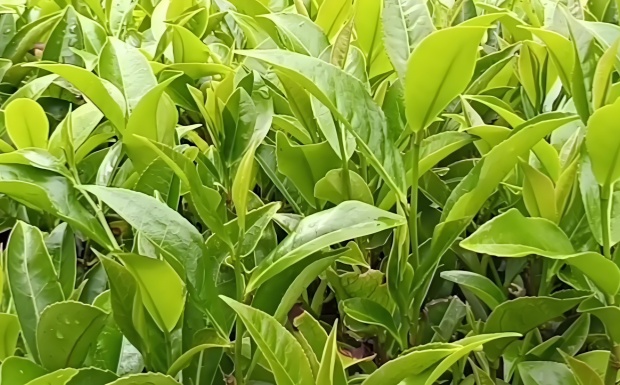 蜜兰香单枞.jpg 蜜兰香单枞.jpg