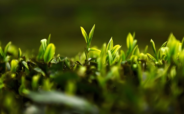 石阡苔茶.jpg 石阡苔茶.jpg