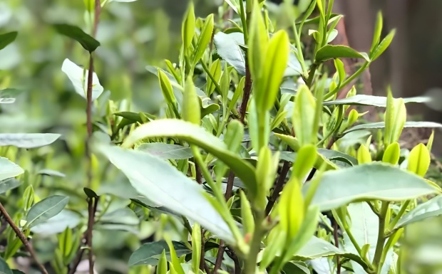 叙永大茶树.jpg 叙永大茶树.jpg