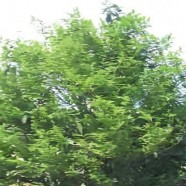 桂花香单枞