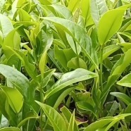 蜜兰香单枞