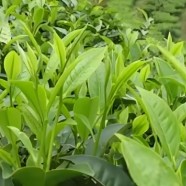 昌宁大叶茶