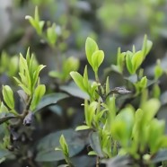 镇宁团叶茶