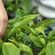 金沙大牛皮茶