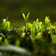 石阡苔茶