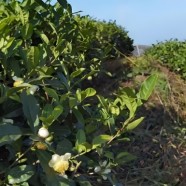 仁怀丛茶