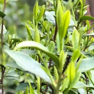 叙永大茶树