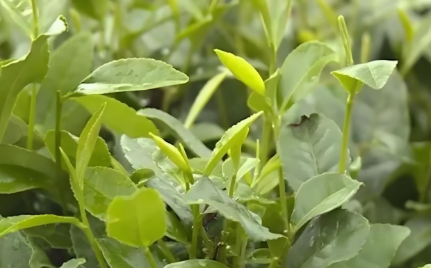 南山白毛茶.jpg 南山白毛茶.jpg