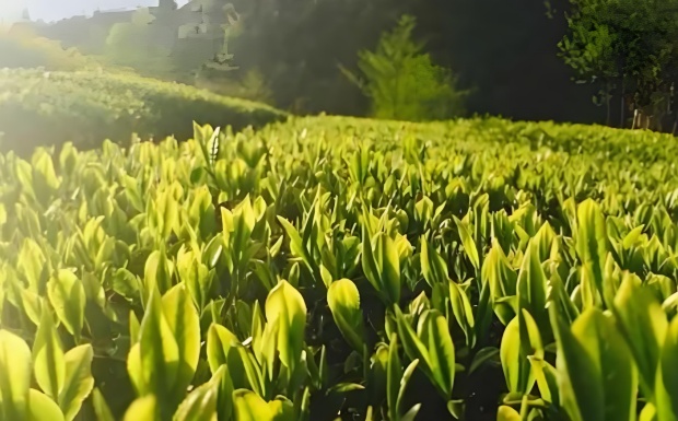 鹤峰苔子茶.jpg 鹤峰苔子茶.jpg