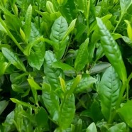 景星苔茶
