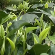 瑶山茶