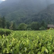 钟山群体