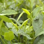 南山白毛茶
