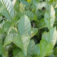 蓝山苦茶
