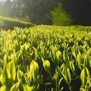 鹤峰苔子茶