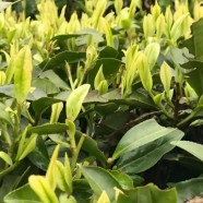 苗香茶